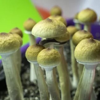 7g-56g Golden Teacher Mushrooms (US 2 US)